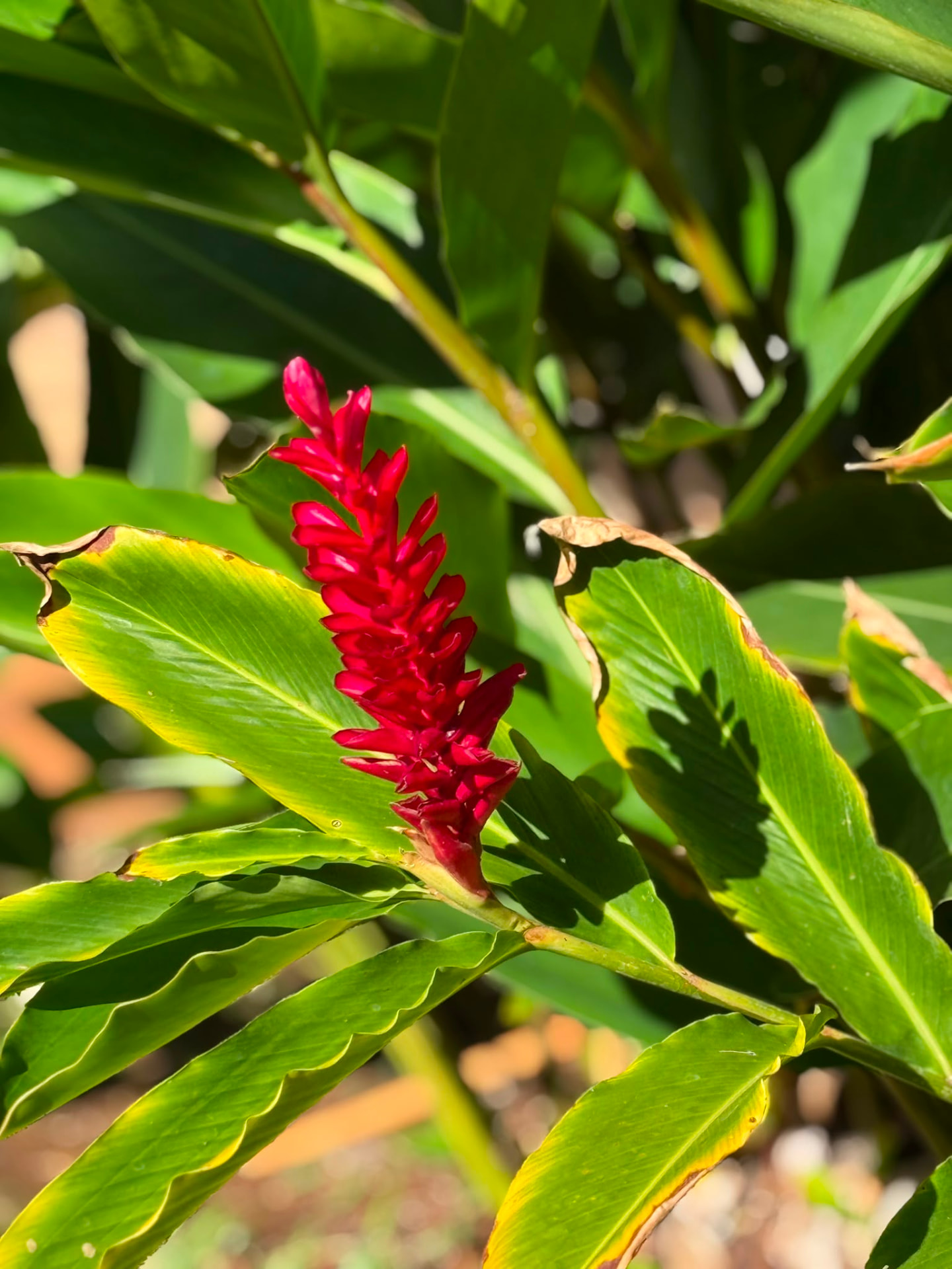 Red ginger flower among broad green leaves